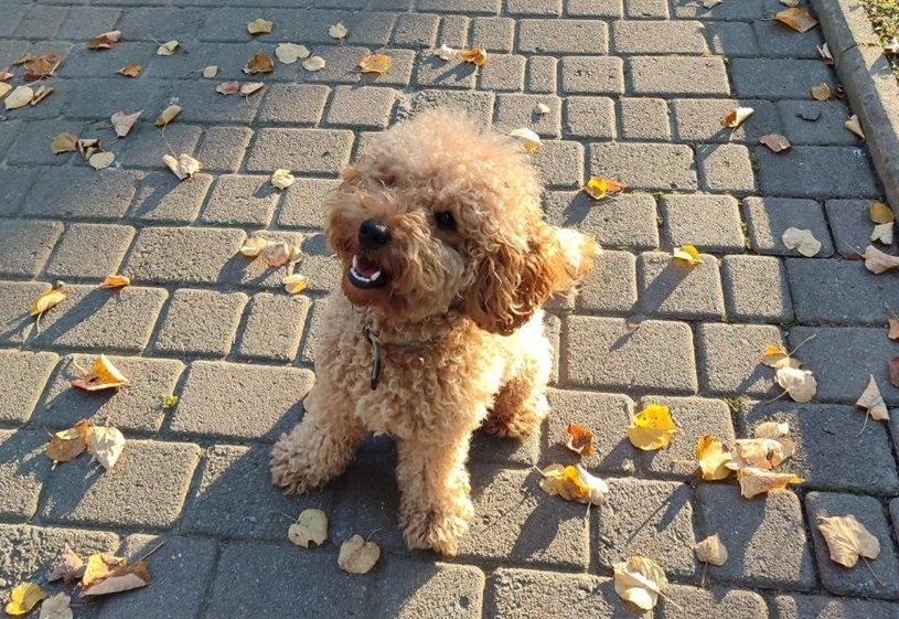 Улюбленець Зоряни