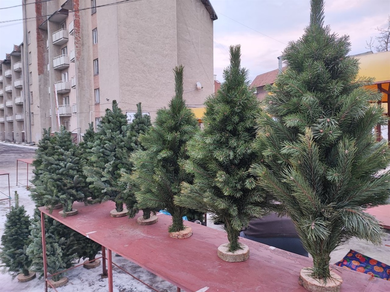 Купити ялинку Дрогобич