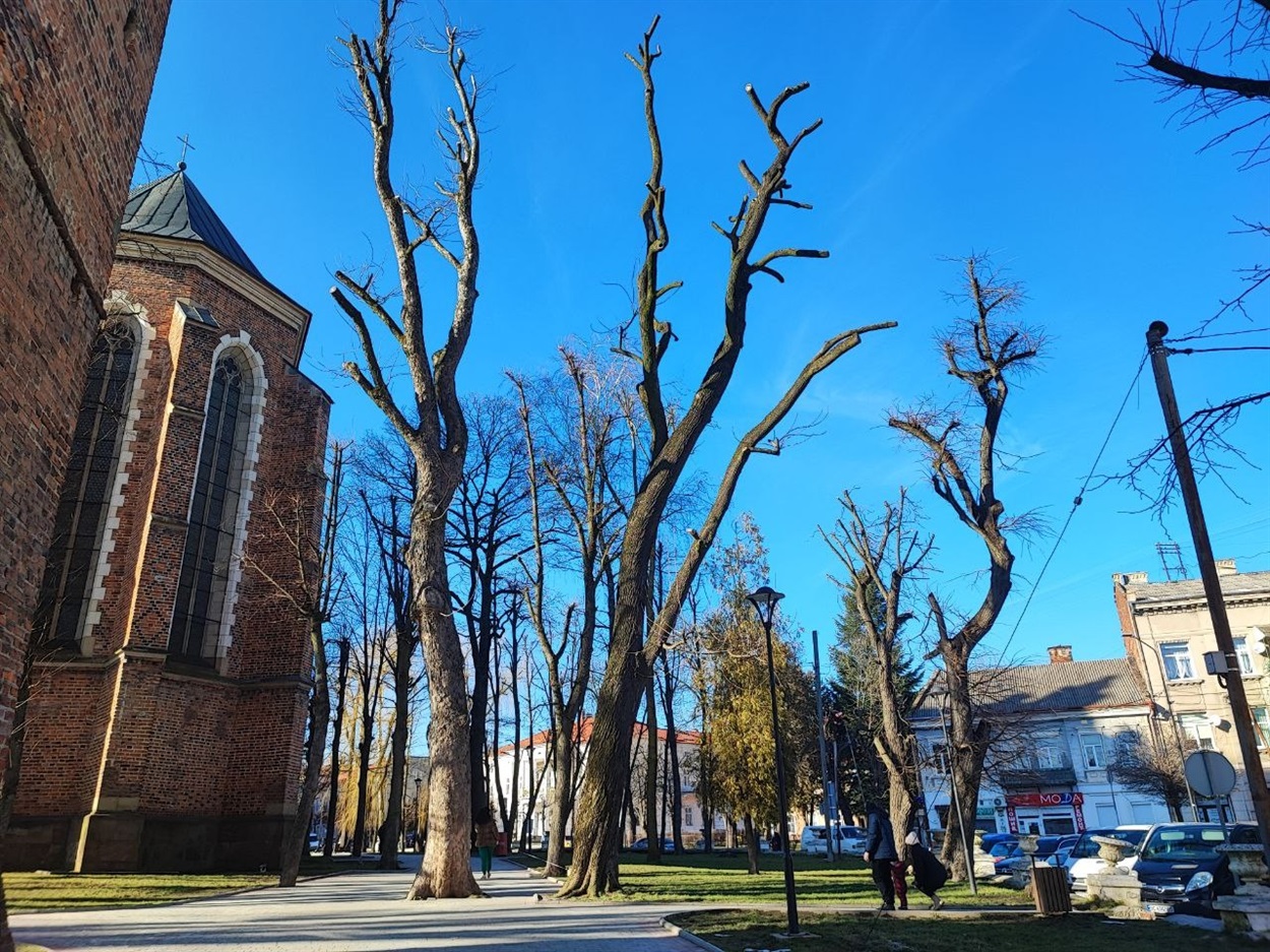 Кроновані дерева біля костелу