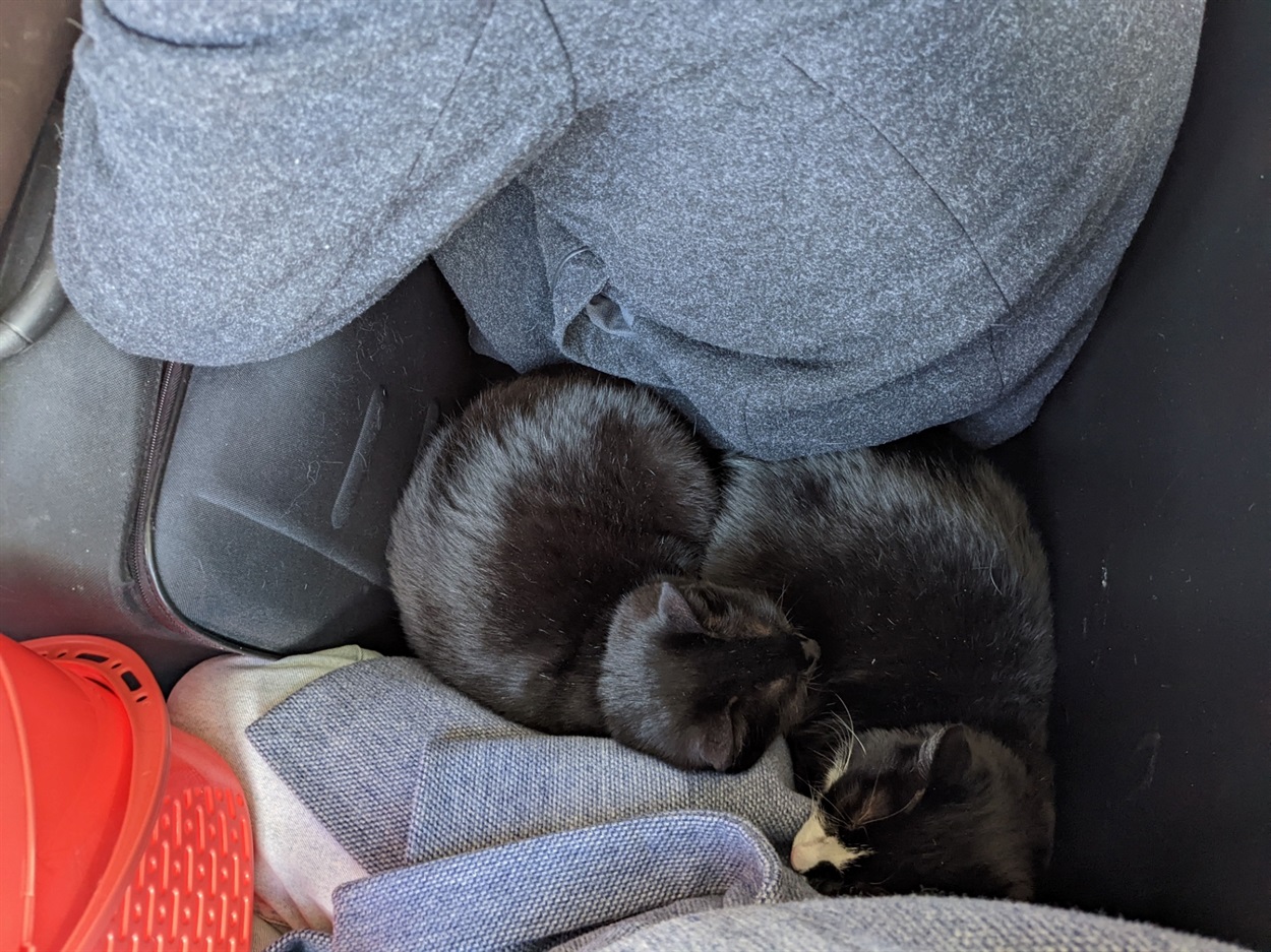 Коти під час евакуації у автобусі