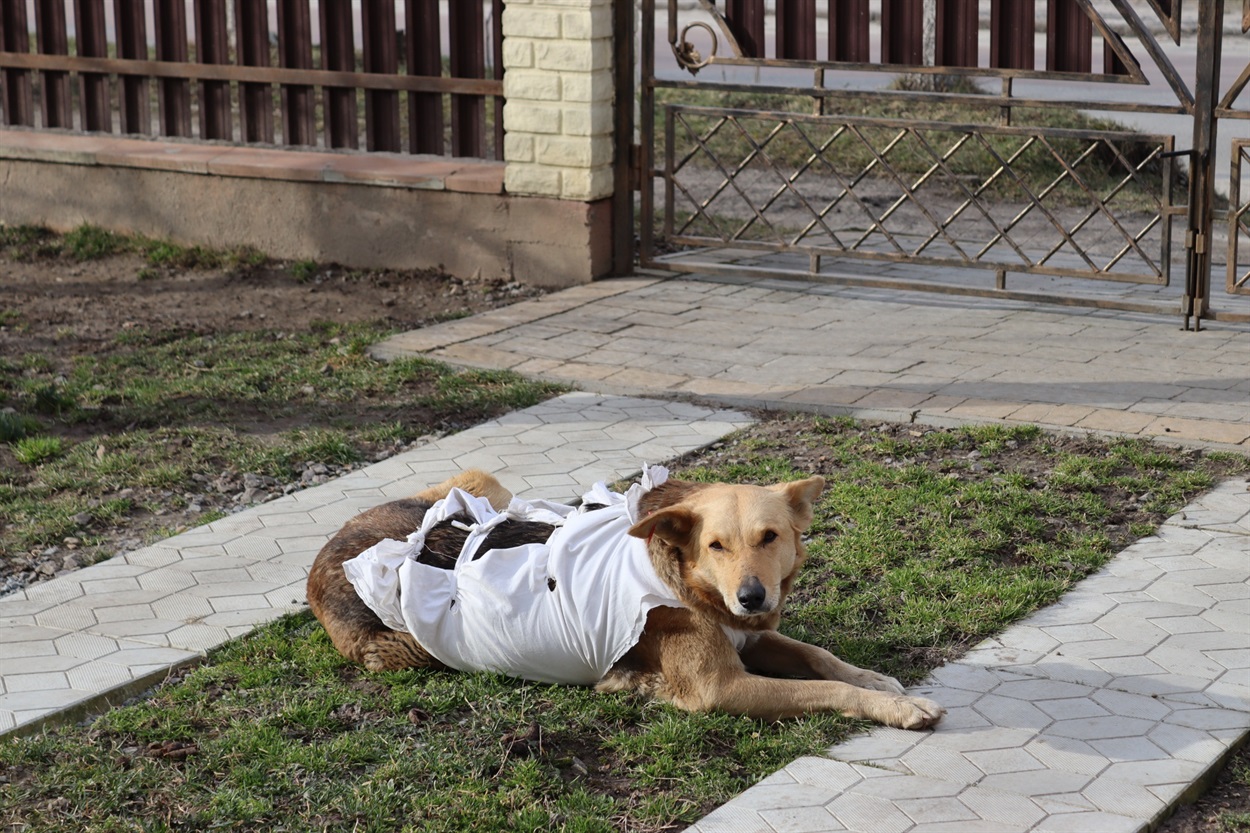 Собака, яку нещодавно прооперували