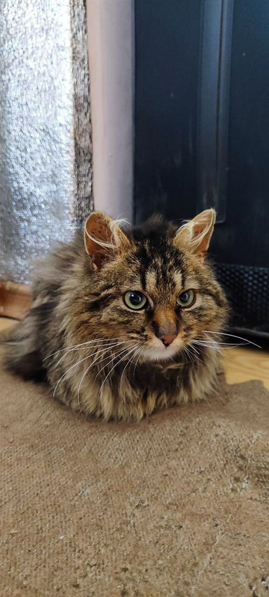 Котик Бруно