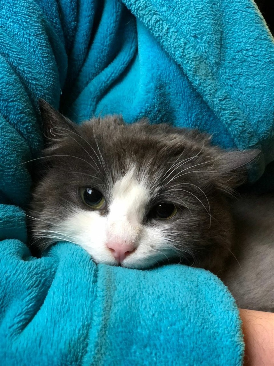 Котик Саймон