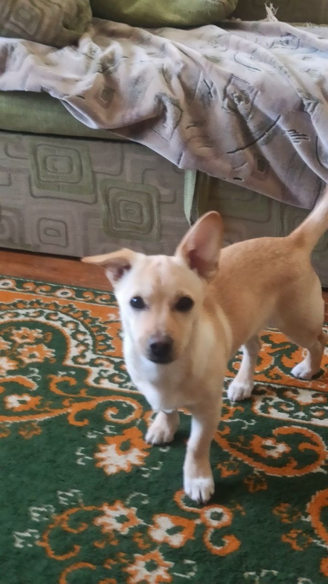 Хлопчик
