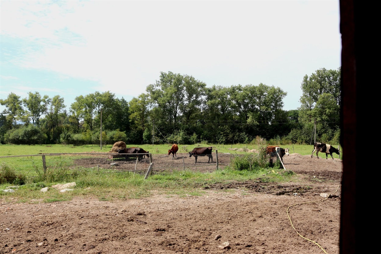 Частина корів на підприємстві