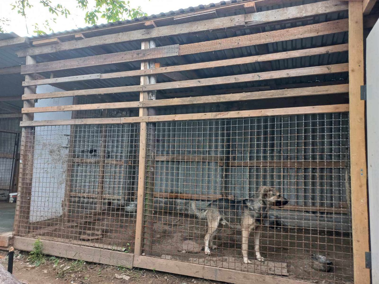 Собаки живуть у вольєрах.