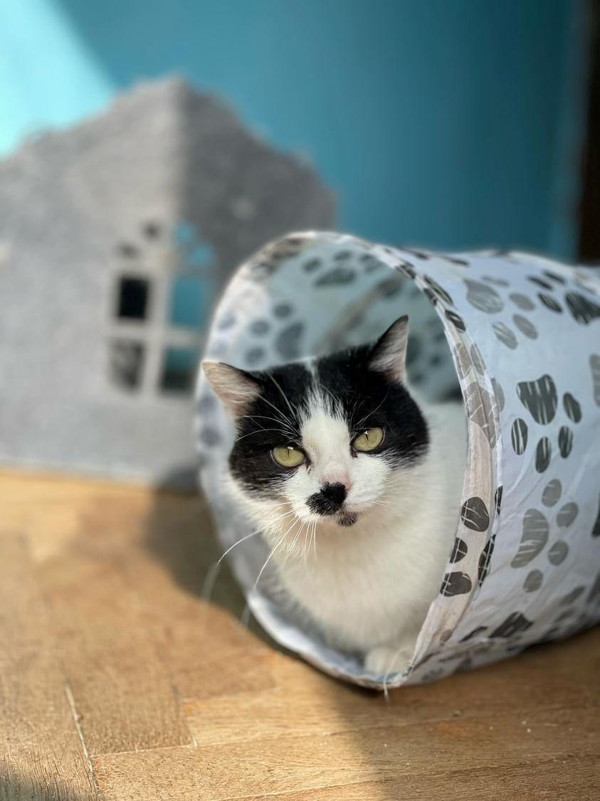 Ще один мешканець котодому