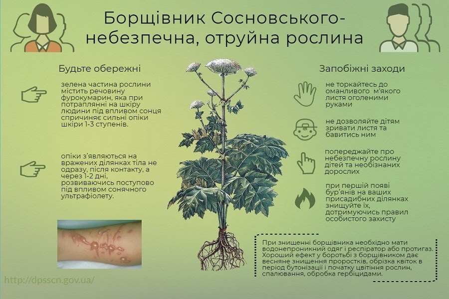 Небезпека борщівника Сосновського