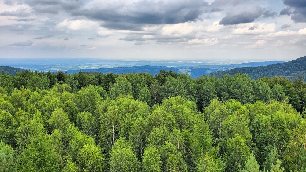 Панорама з оглядового майданчика вежі