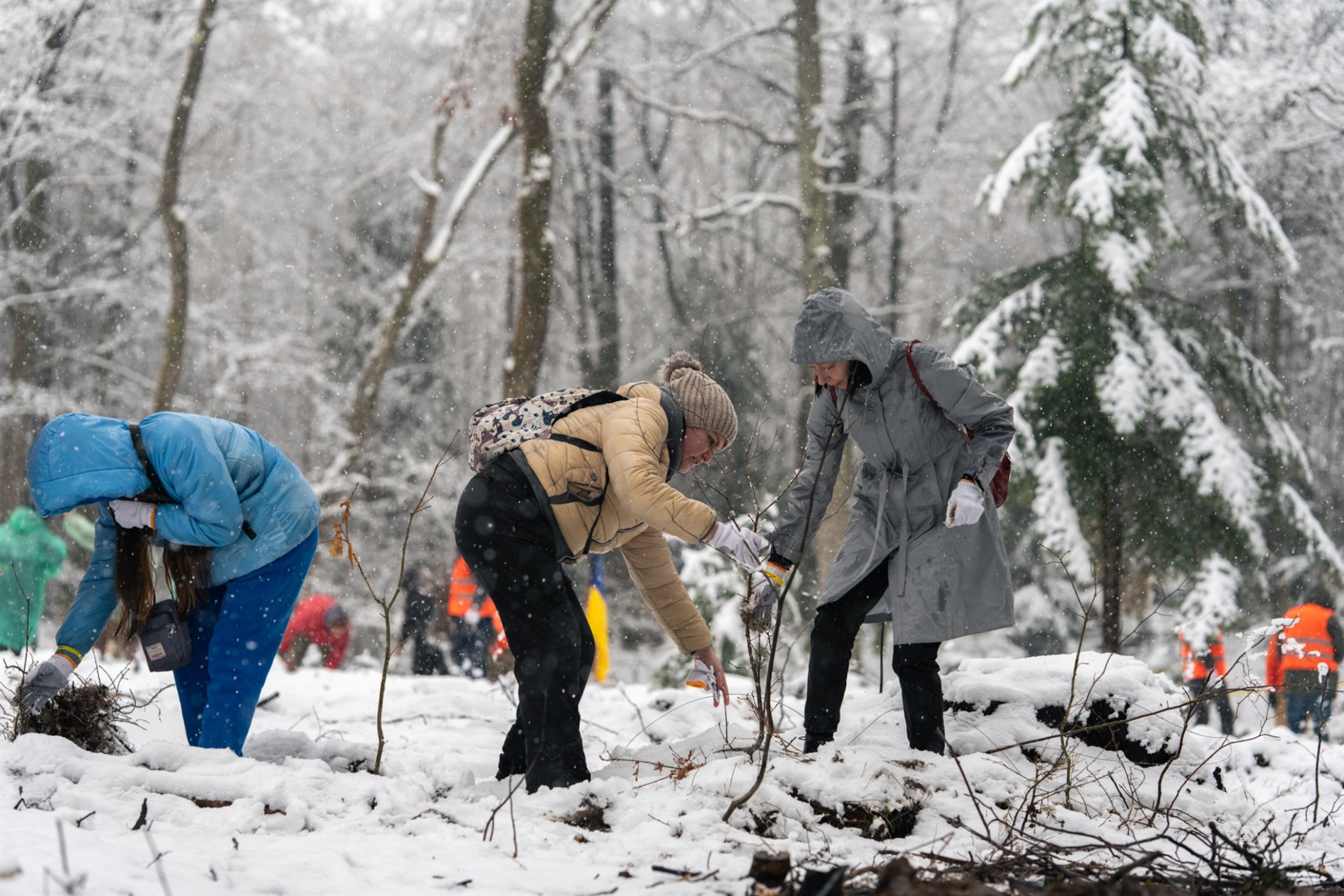 Бригада “Чорний ліс” запрошує висадити 4 000 дубів у свою річницю: як долучитися