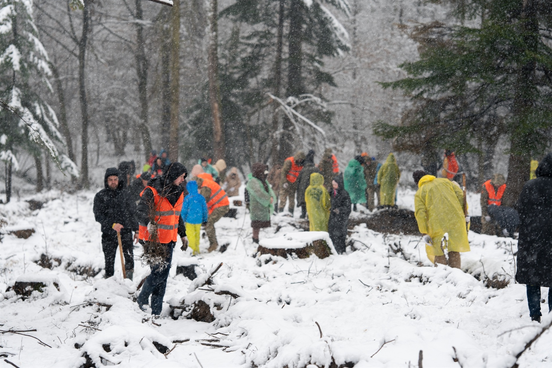 Бригада “Чорний ліс” запрошує висадити 4 000 дубів у свою річницю: як долучитися
